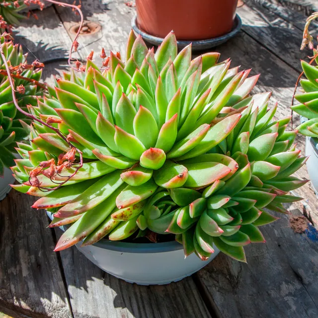 Bakker Echeveria Agavoides plante grasse pot 12cm