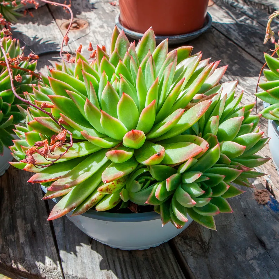 Bakker Echeveria Agavoides plante grasse pot 12cm
