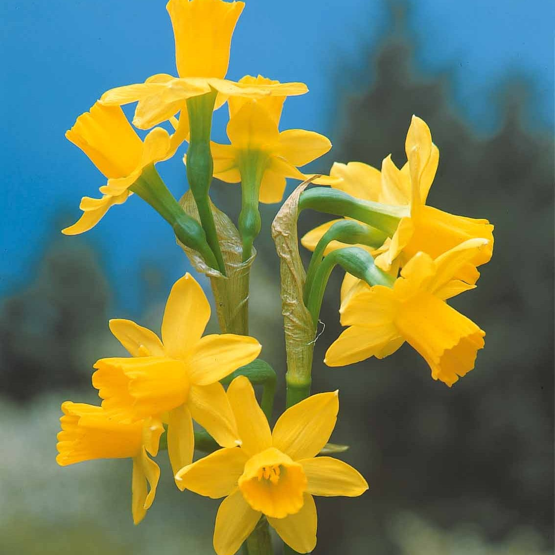 Bakker Collection 30 mini Narcisses bulbes Jet Fire sachet 30