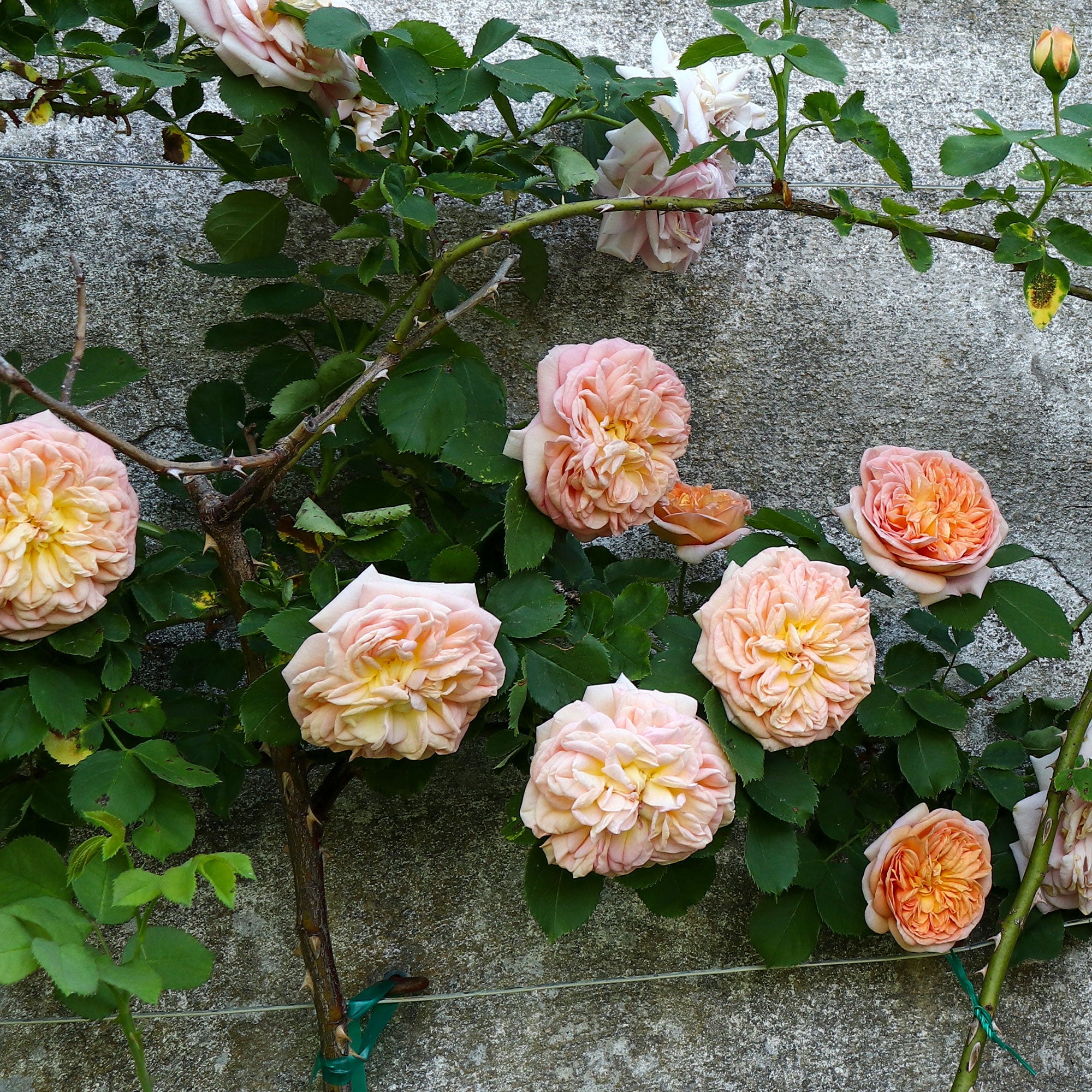 Bakker Rosier Gloire de Dijon grimpant pot 4L rose parfumé