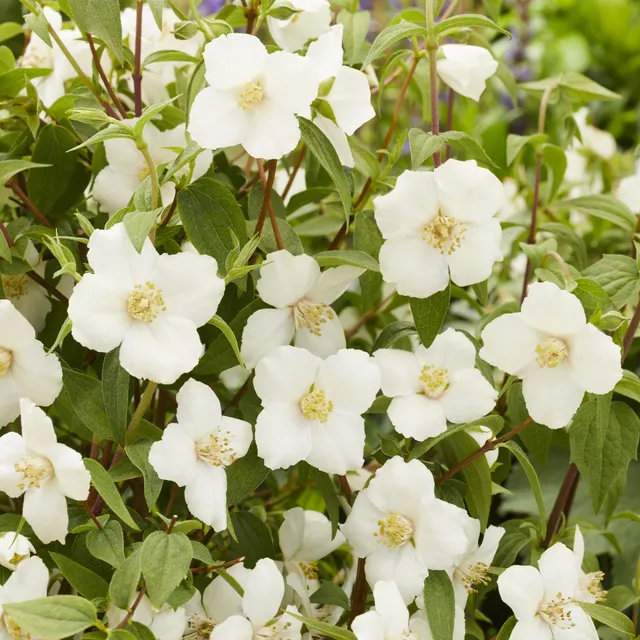 Bakker Arbustes Seringat Petite Perfume White pot Ø 9cm blanc