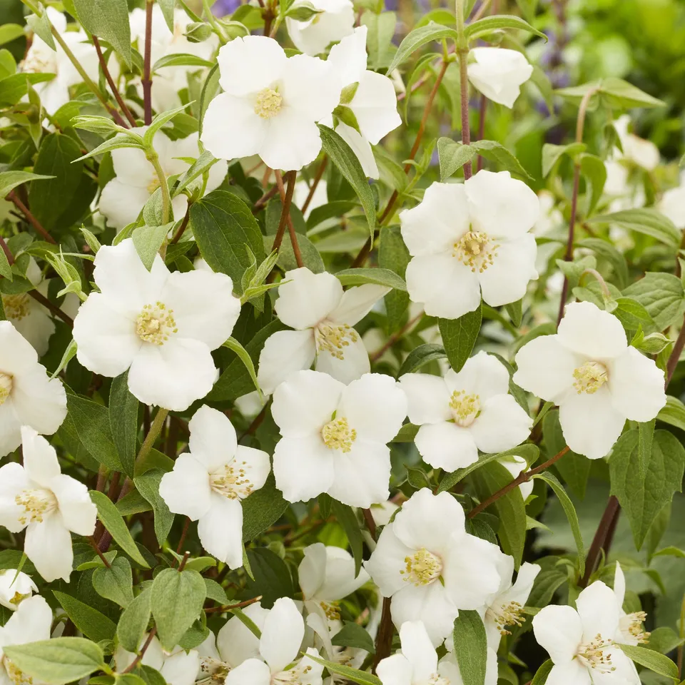 Bakker Arbustes Seringat Petite Perfume White pot Ø 9cm blanc