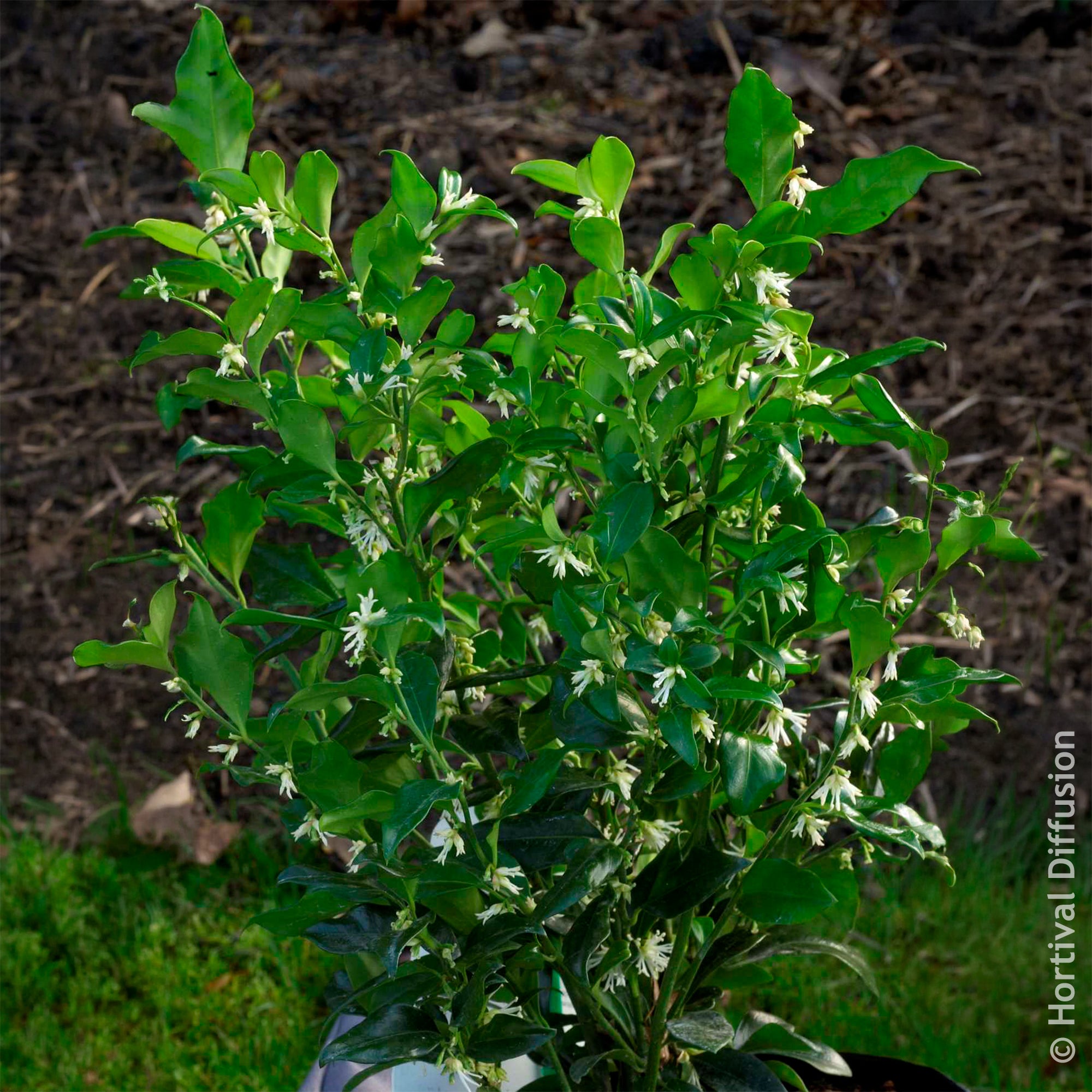 Bakker Sarcocoque Sarcococca arbuste d'ombre parfumé 4,5 L
