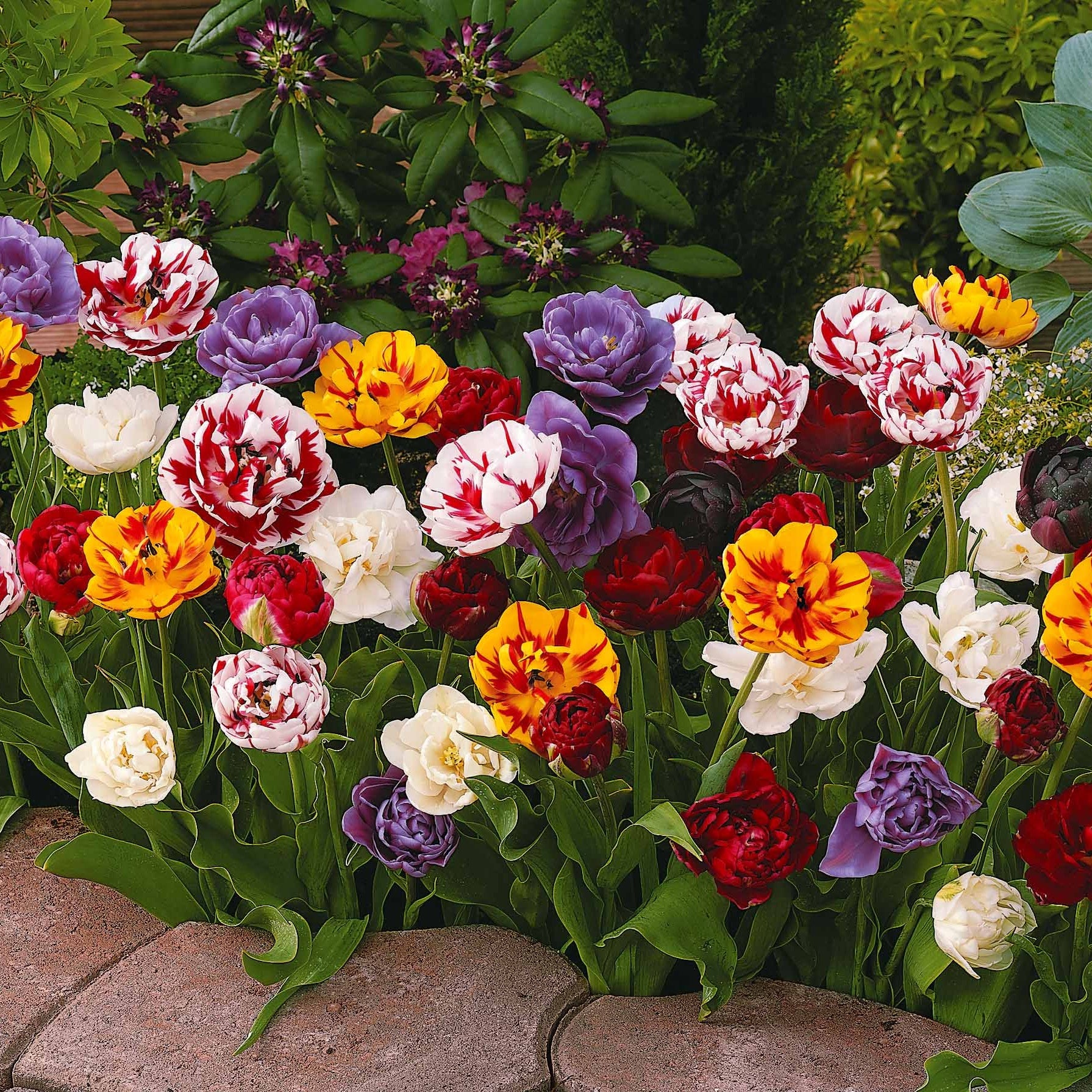 Bakker Tulipes à fleurs de pivoine 20 bulbes mélange