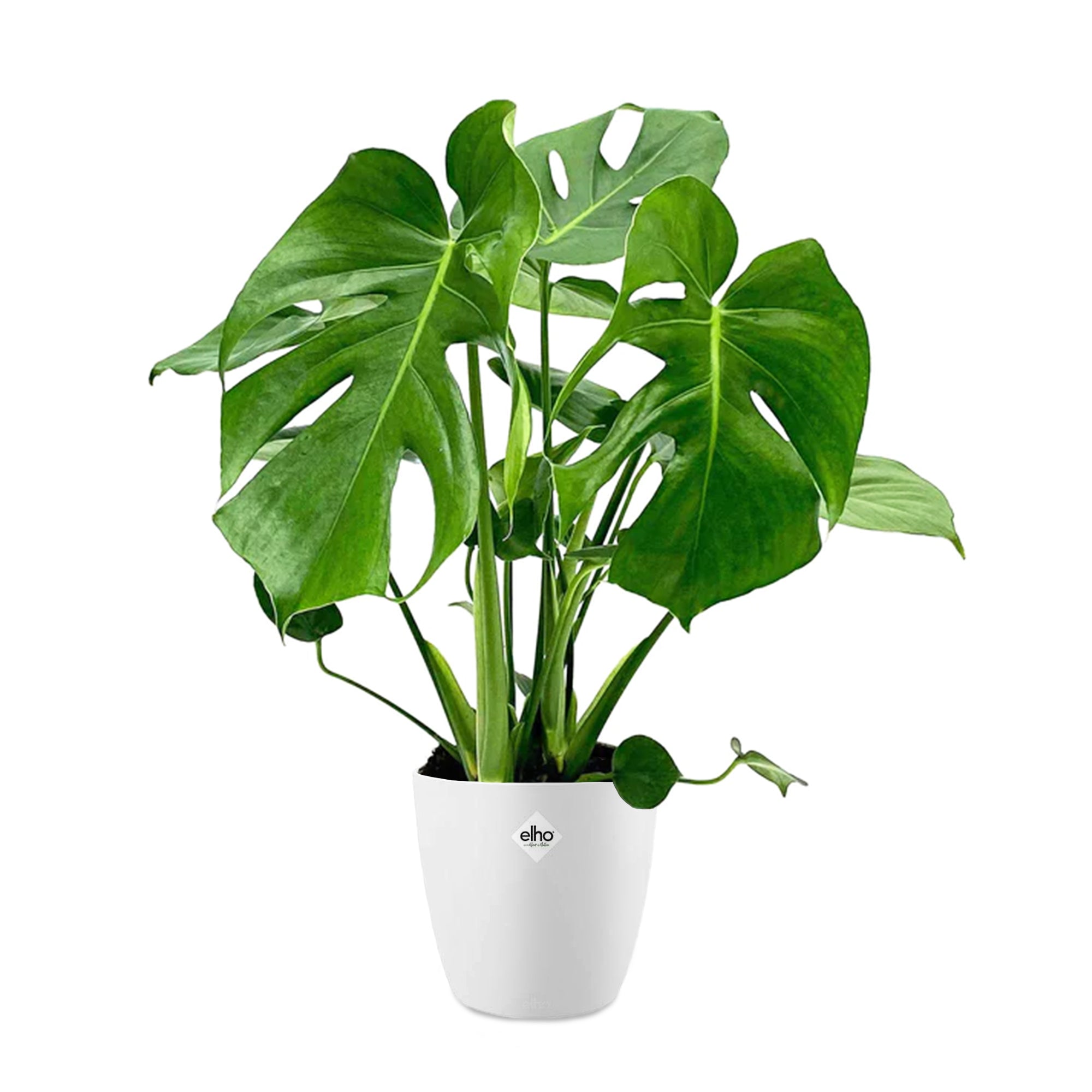 Bakker Monstera Philodendron plante d'intérieur 2 pots Ø17cm blanc