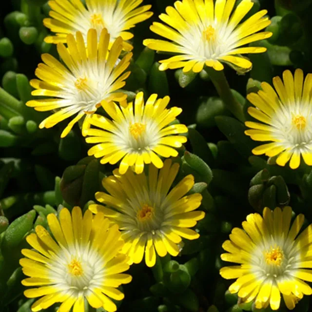 Bakker Delosperma Jewel of Desert Peridott vivace jaune pot 8cm