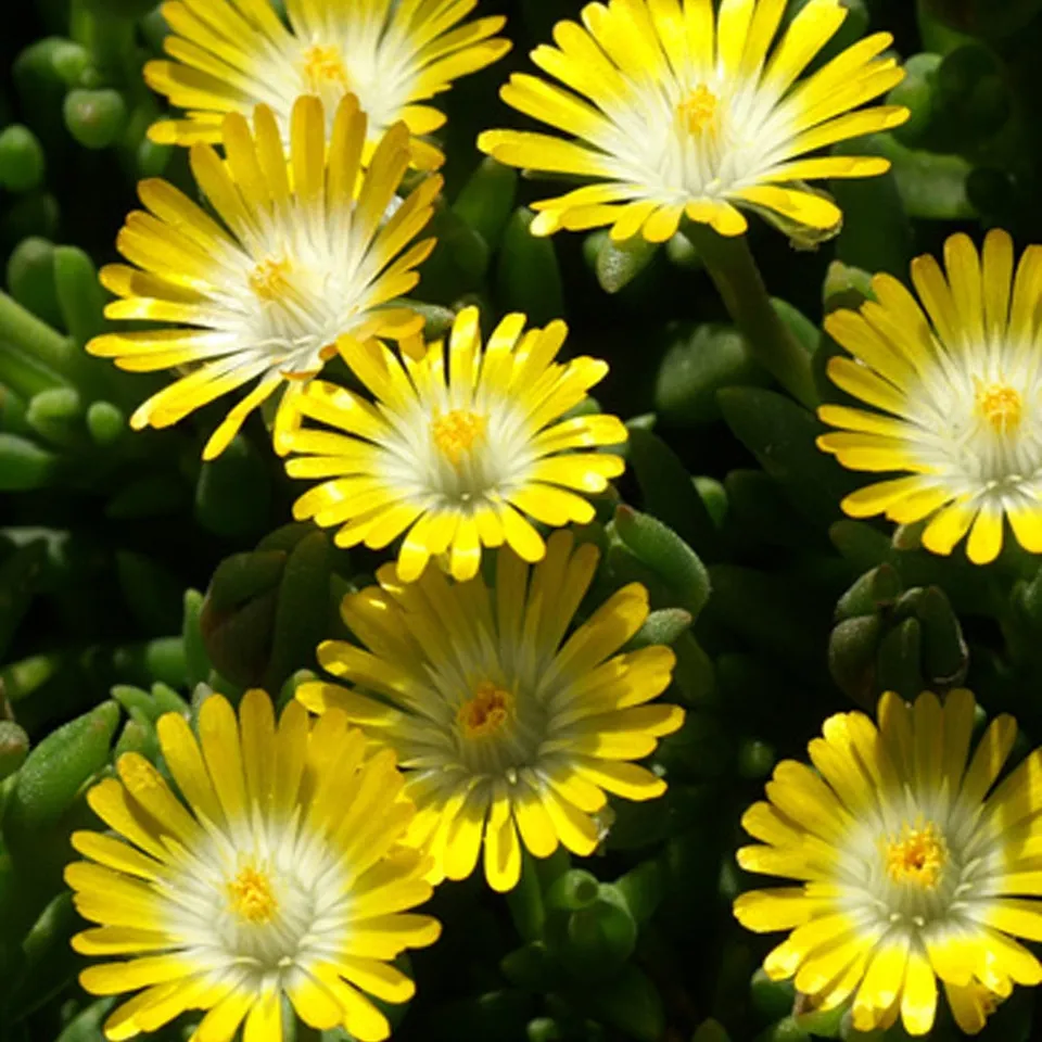 Bakker Delosperma Jewel of Desert Peridott vivace jaune pot 8cm
