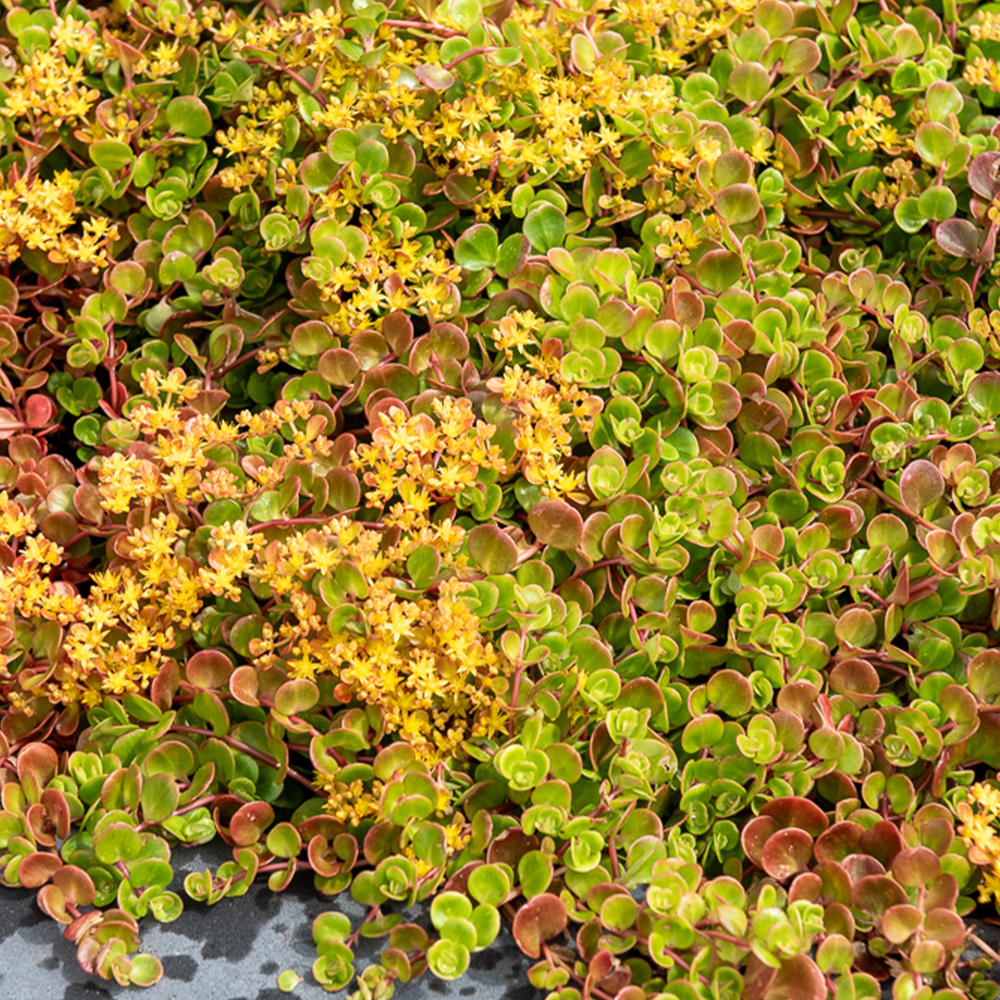 Bakker Coral Reef sedum pot Ø9cm feuillage rouge