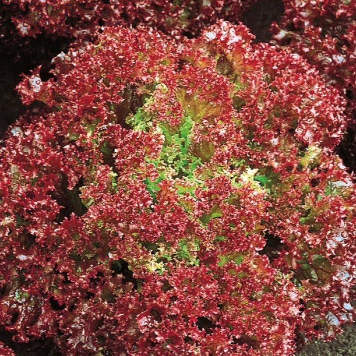 Bakker Laitue Lollo Rossa Bio sachet 0,6g rouge