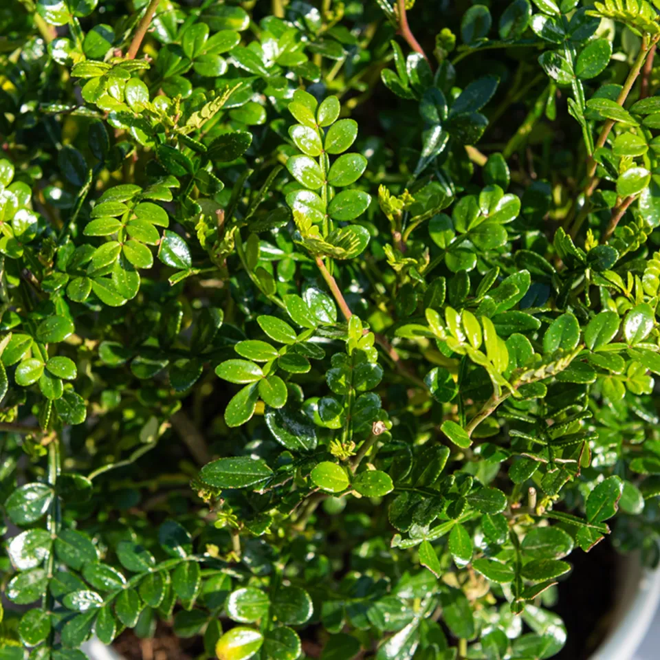 Bakker Poivrier du Sichuan fruitier godet 9cm parfumé