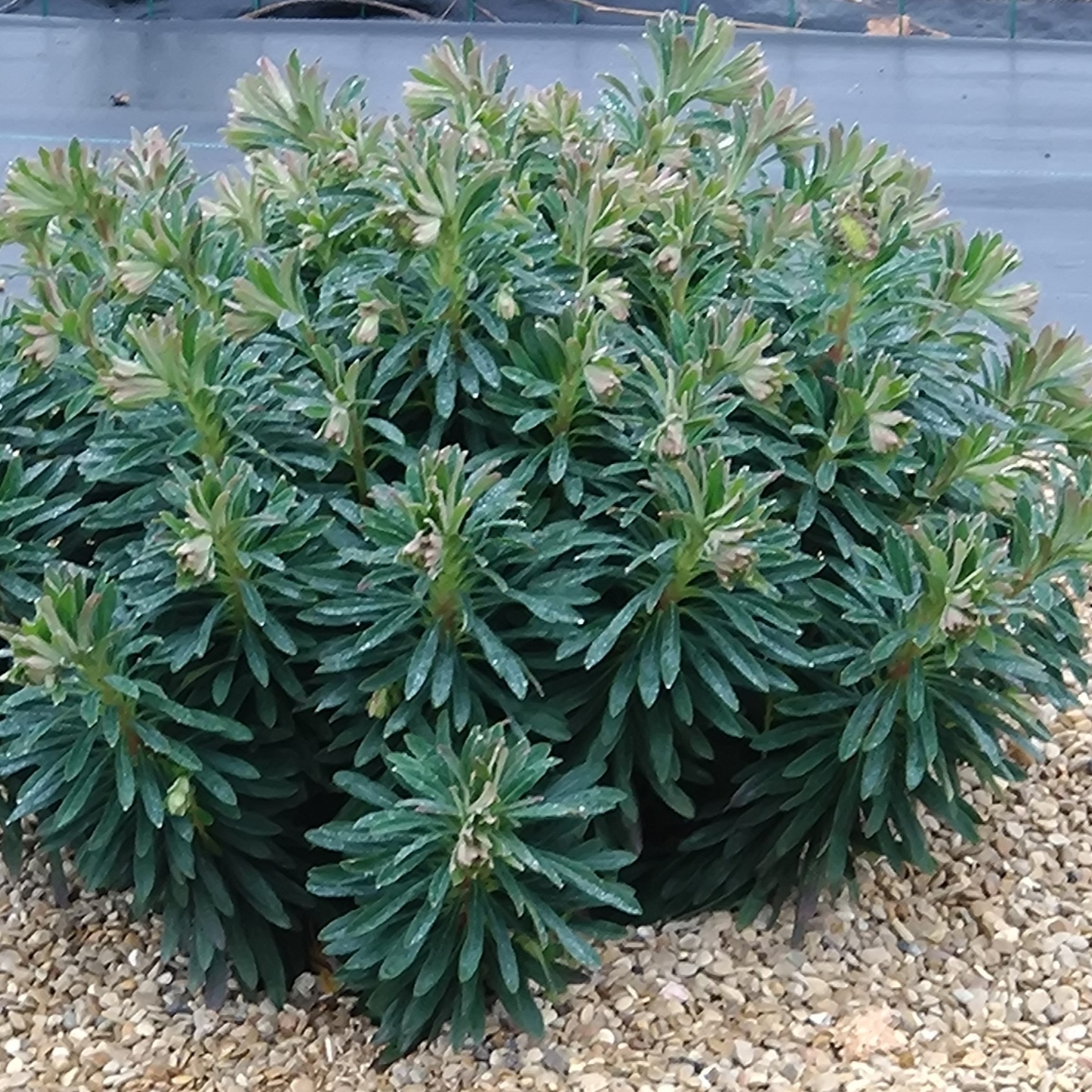 Passion Vivaces Euphorbia x Martinii plante vivace pot 1L