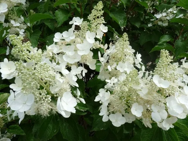 Les Hortensias du Haut Bois Hydrangea White Lady hortensia blanc