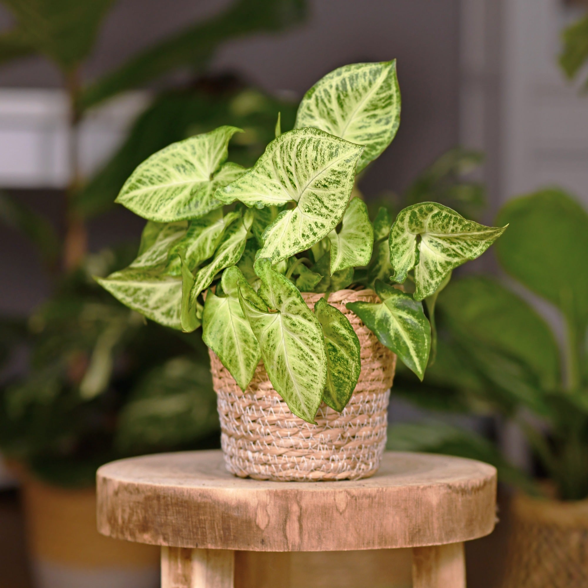 Bakker Syngonium Patte d'oie plante intérieur pot 12cm panaché