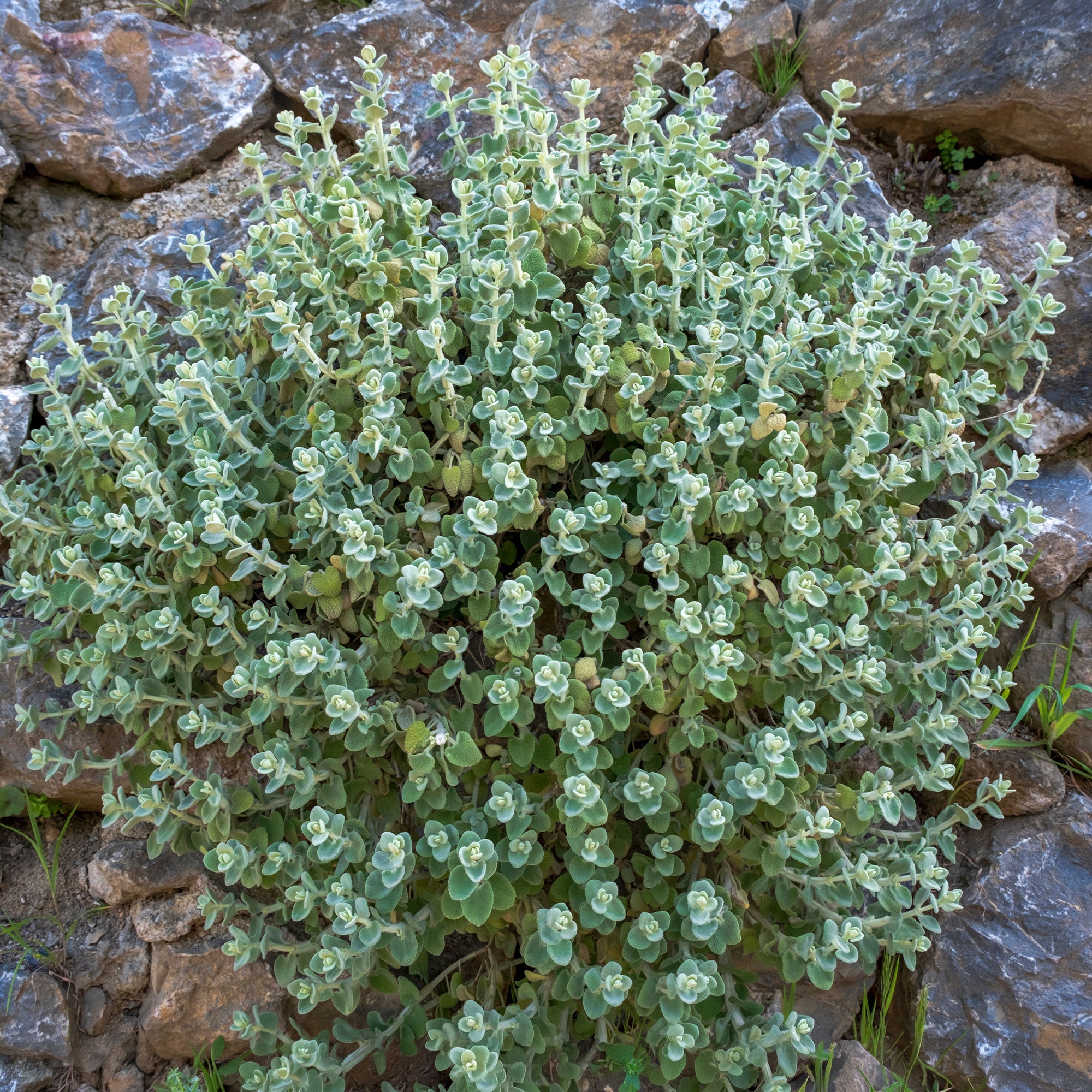 Bakker Vivaces Ballote pseudodictamnus pot 9cm argenté