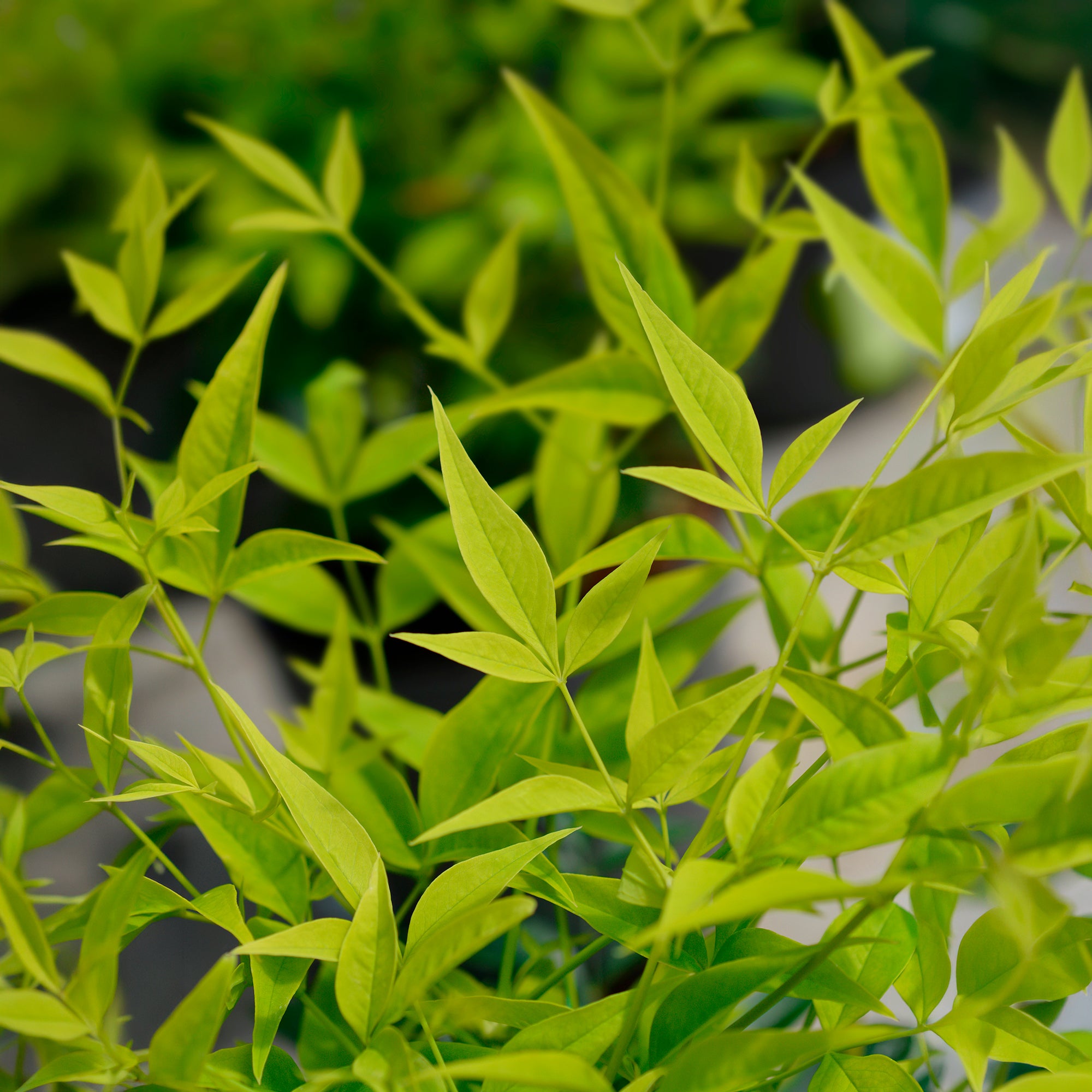 Bakker Nandina Magical Lemon Lime arbuste pot Ø 9cm