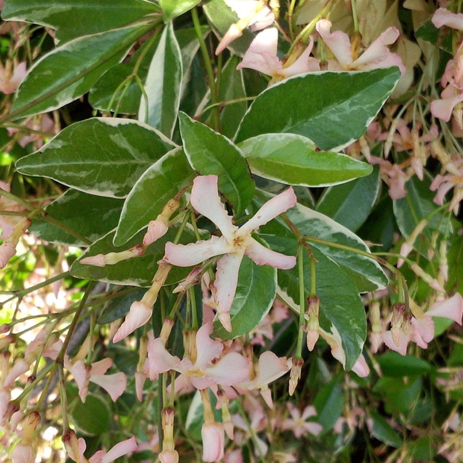 Bakker Jasmin étoilé Star of Milano grimpante pot 9cm blanc