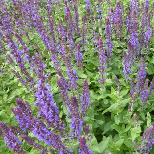 Bakker Sauge Blaukönigin vivace pot 9 cm violet bleu