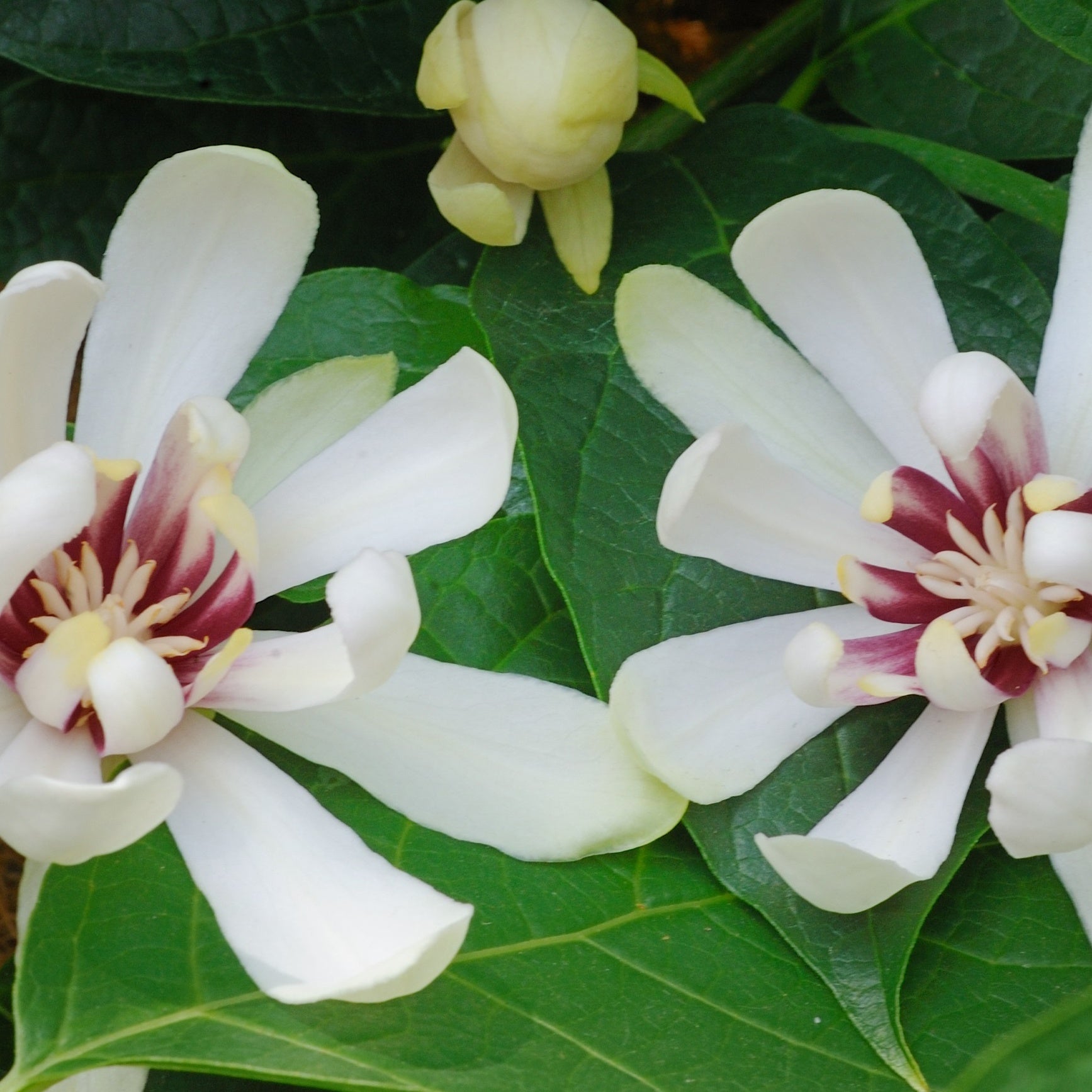 Bakker Venus arbre aux anémones arbuste pot 3L fleurs blanches