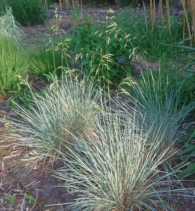 Helictotrichon sempervirens avoine bleue pot 1 litre