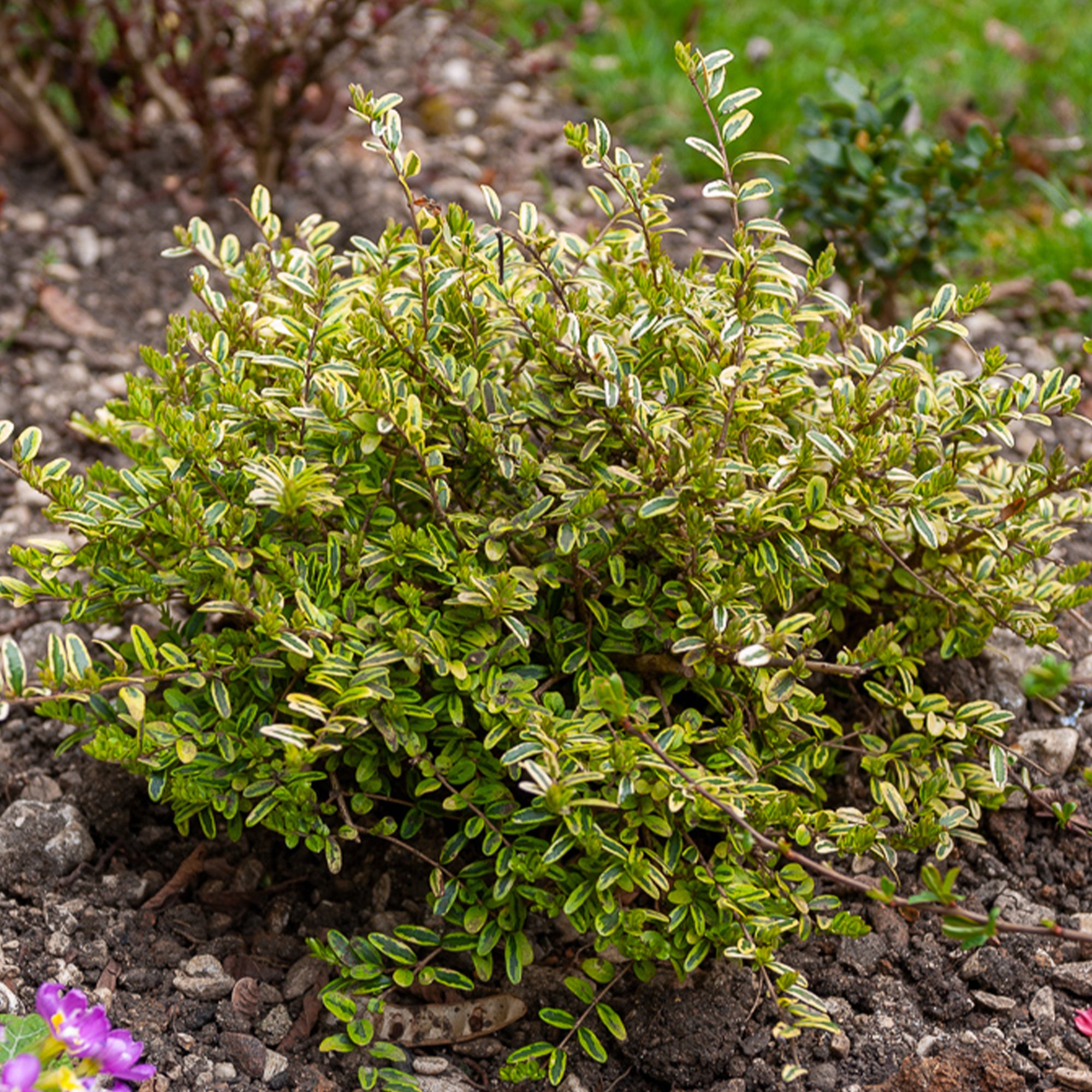 Bakker Plantes d'extérieur Lemon Beauty chèvrefeuille godet 9cm