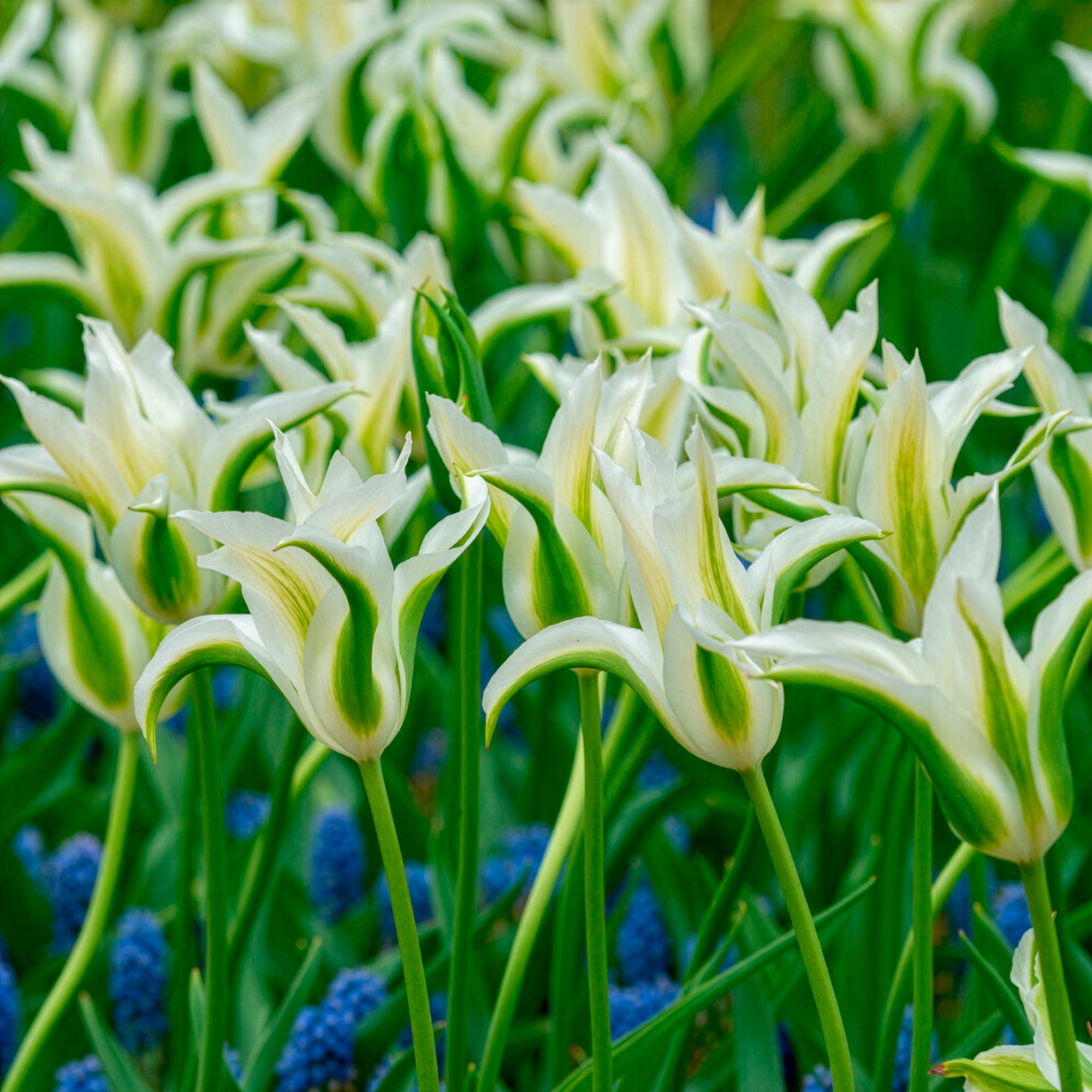 Bakker Bulbes à fleurs Tulipe Greenstar bulbe fleur blanche 10 bulbes