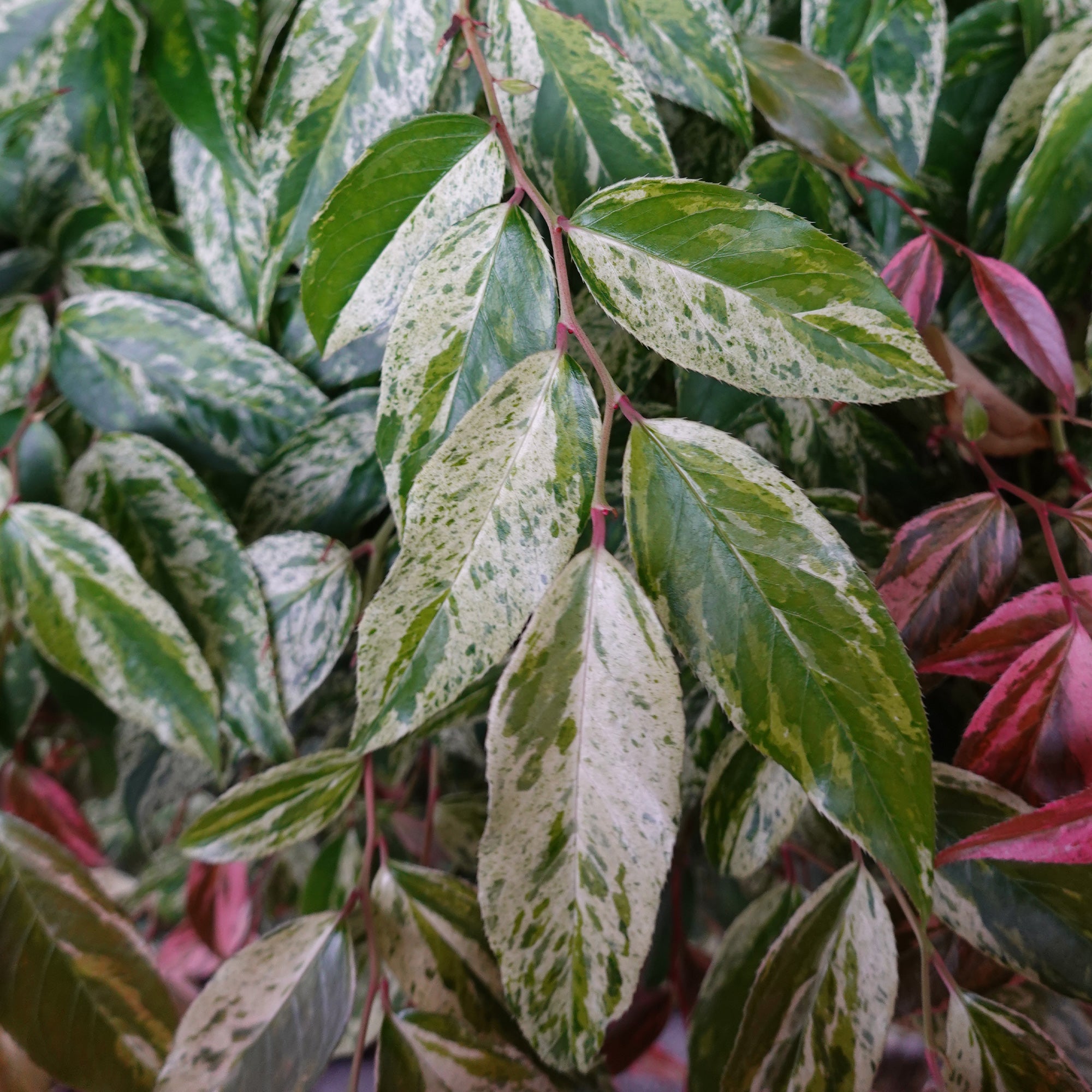 Bakker Leucothoe Rainbow arbuste persistant pot 2L 25-30cm