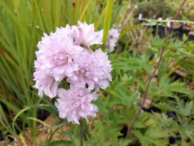 Passion Vivaces Delphinium Cha Cha pied d'alouette pot 1L blanc rosé