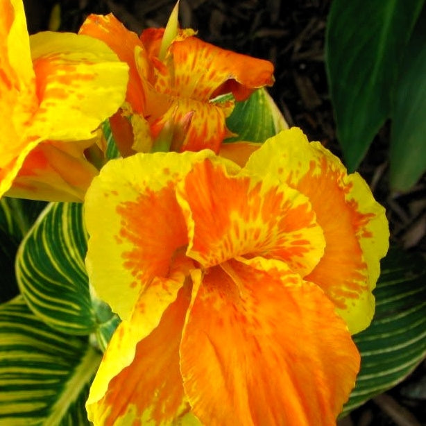 Bakker Canna Tropicanna Gold bulbe fleur orange soleil
