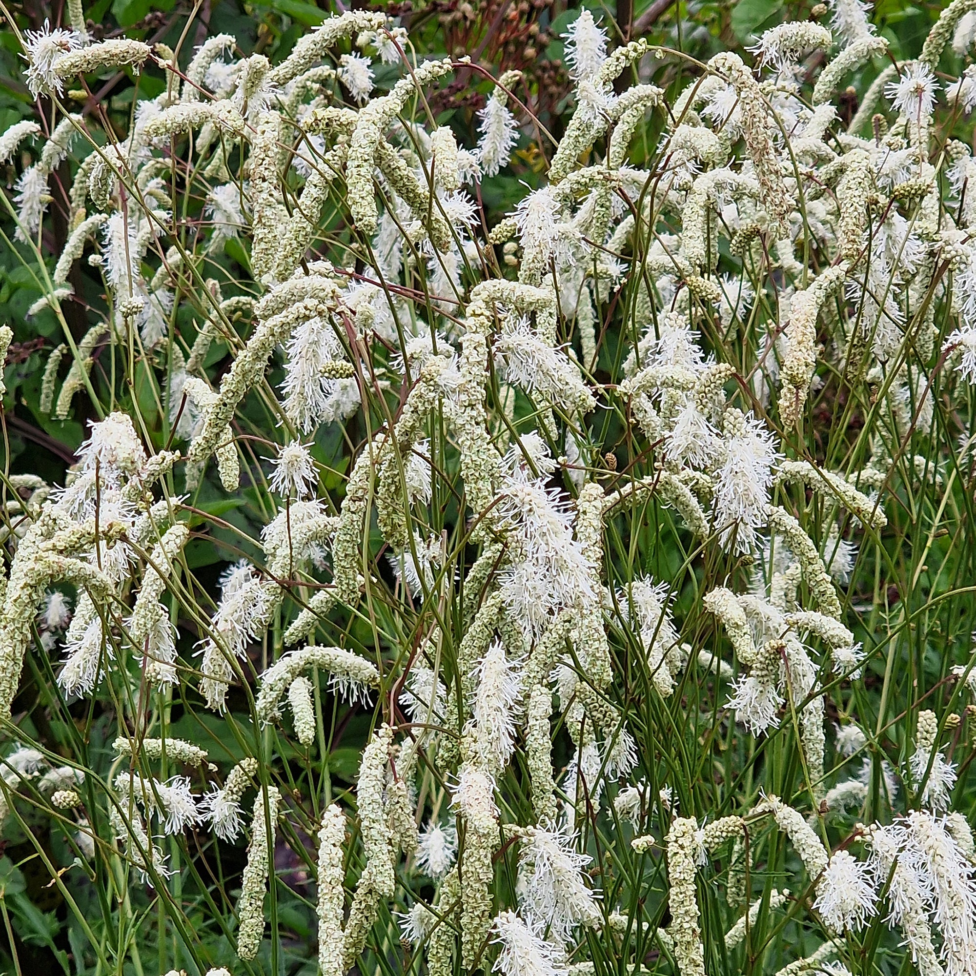 Bakker Pimprenelle blanche Sanguisorbe vivace pot 9cm