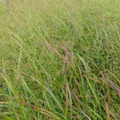 Bakker Plantes d'extérieur Panic érigé Strictum pot Ø 9cm graminée