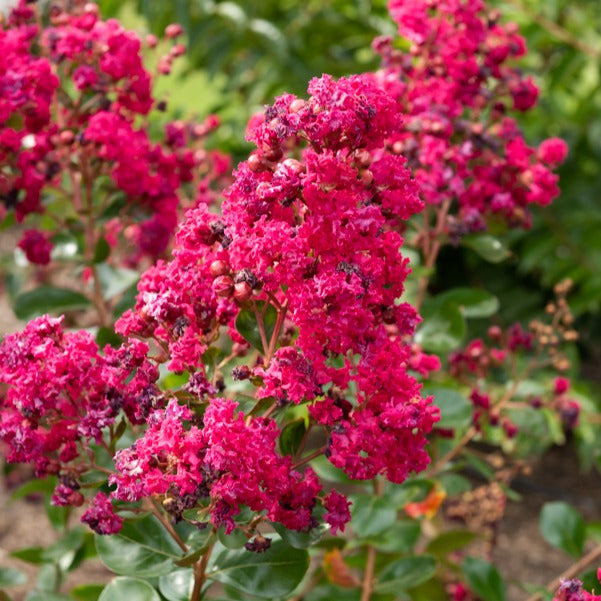Bakker Braise d'été Indybra lilas des Indes pot 1,3 L fuchsia