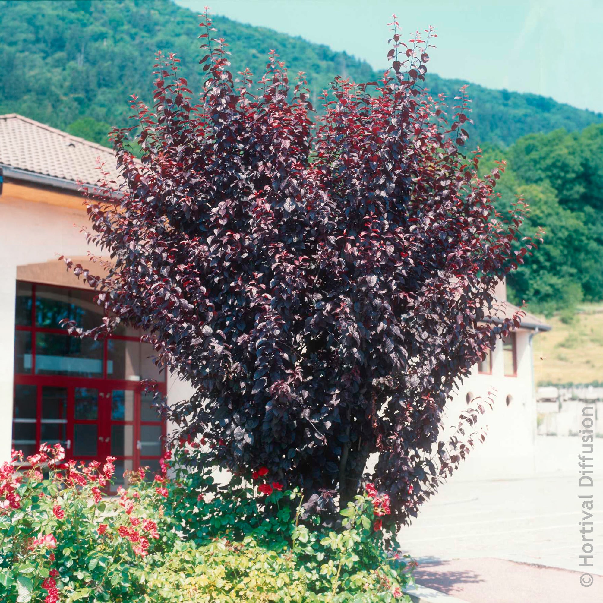 Bakker Atropurpurea prunier à fleurs pot 9cm pourpre