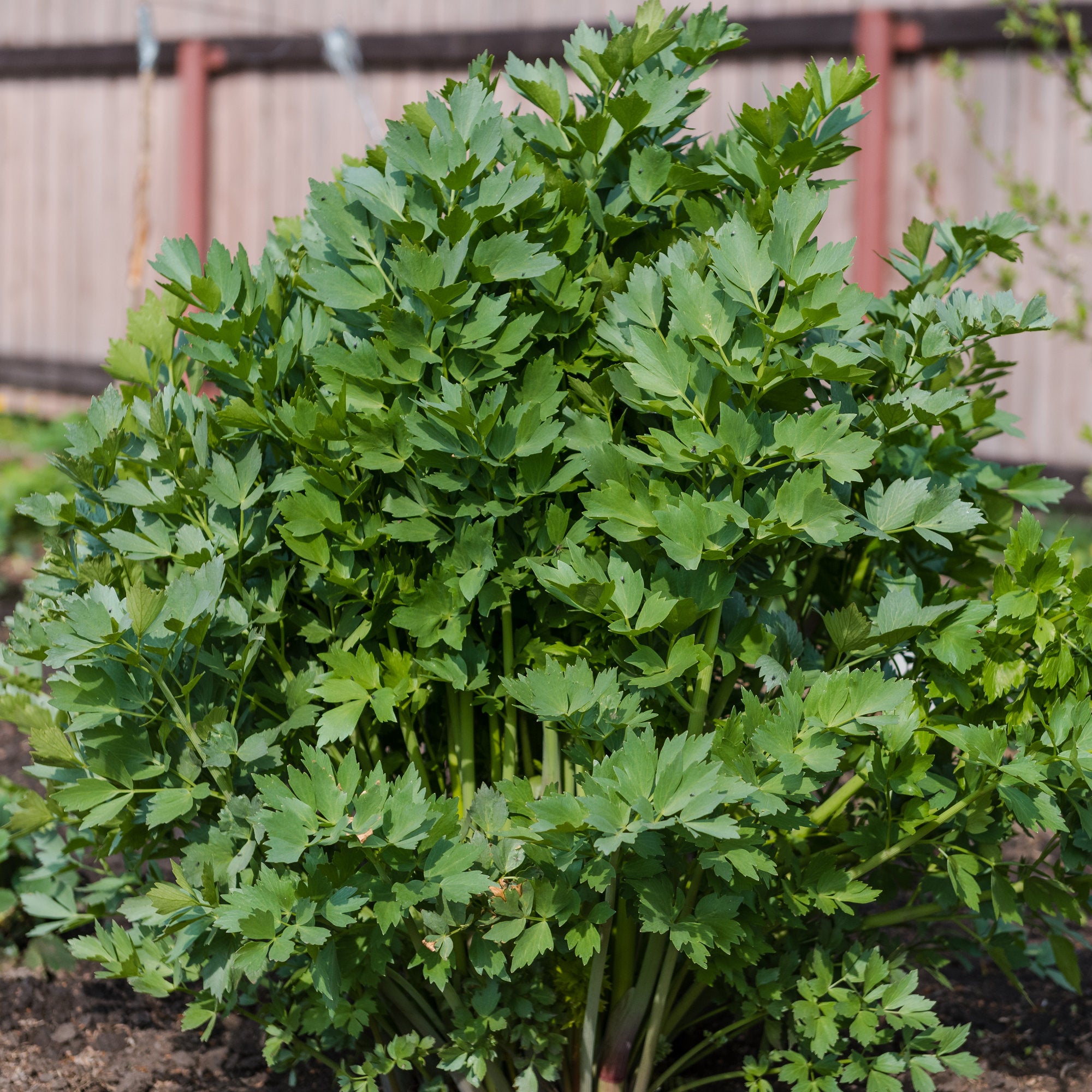 Bakker Livèche céleri perpétuel plante aromatique pot 9cm