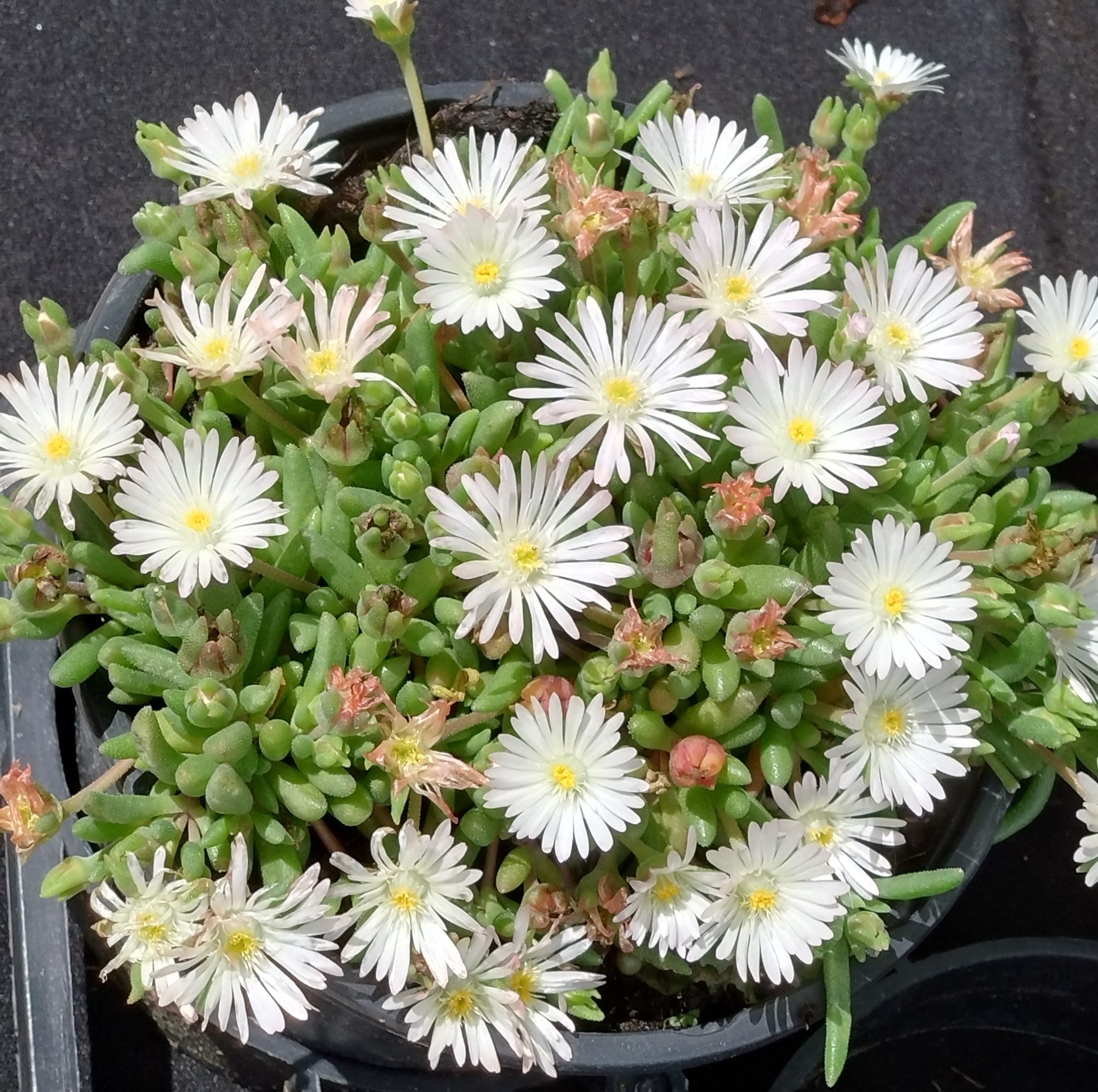 Passion Vivaces Delosperma pourpier vivace godet couvre-sol soleil