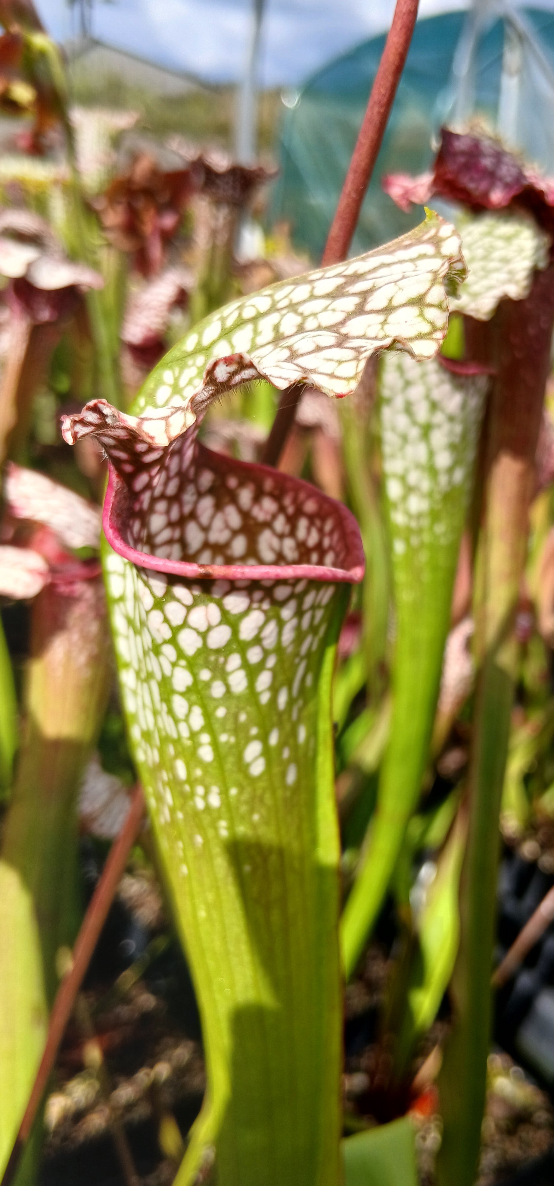 Carniflore Sarracenia hybride #1 plante carnivore 1 point