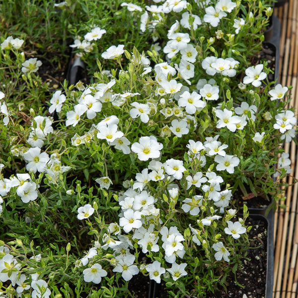 Bakker Sabline Mont Blanc plante vivace pot 8cm fleurs blanches