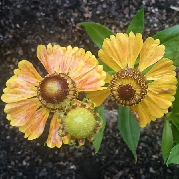 Passion Vivaces Helenium vivace godet fleurs d’été cuivrées