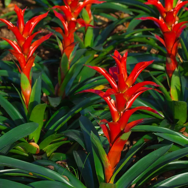Bakker Bromelia rouge plante d'intérieur pot 9cm fleur 6 mois