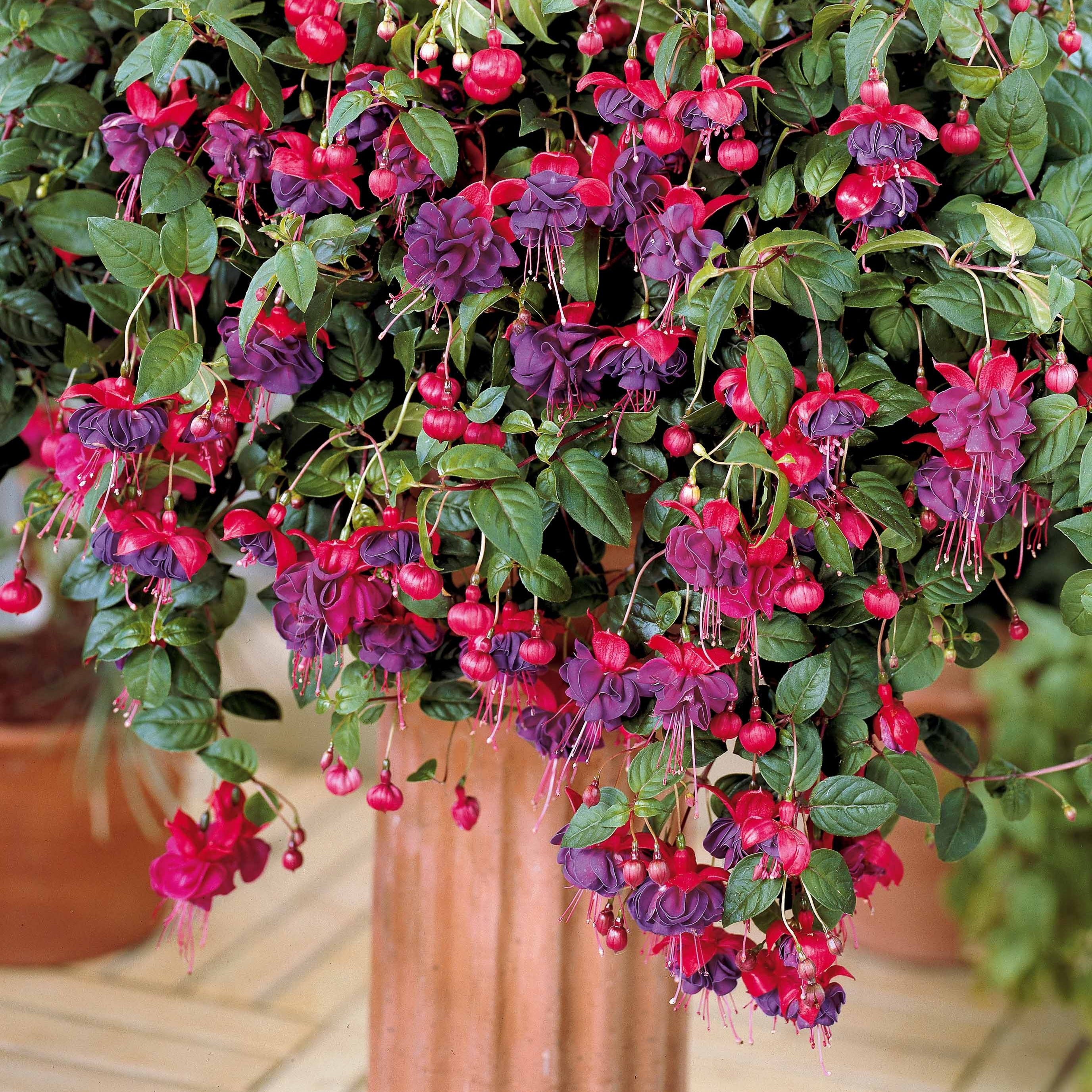 Bakker Dark Eyes fuchsia retombant 3 pots Ø9cm