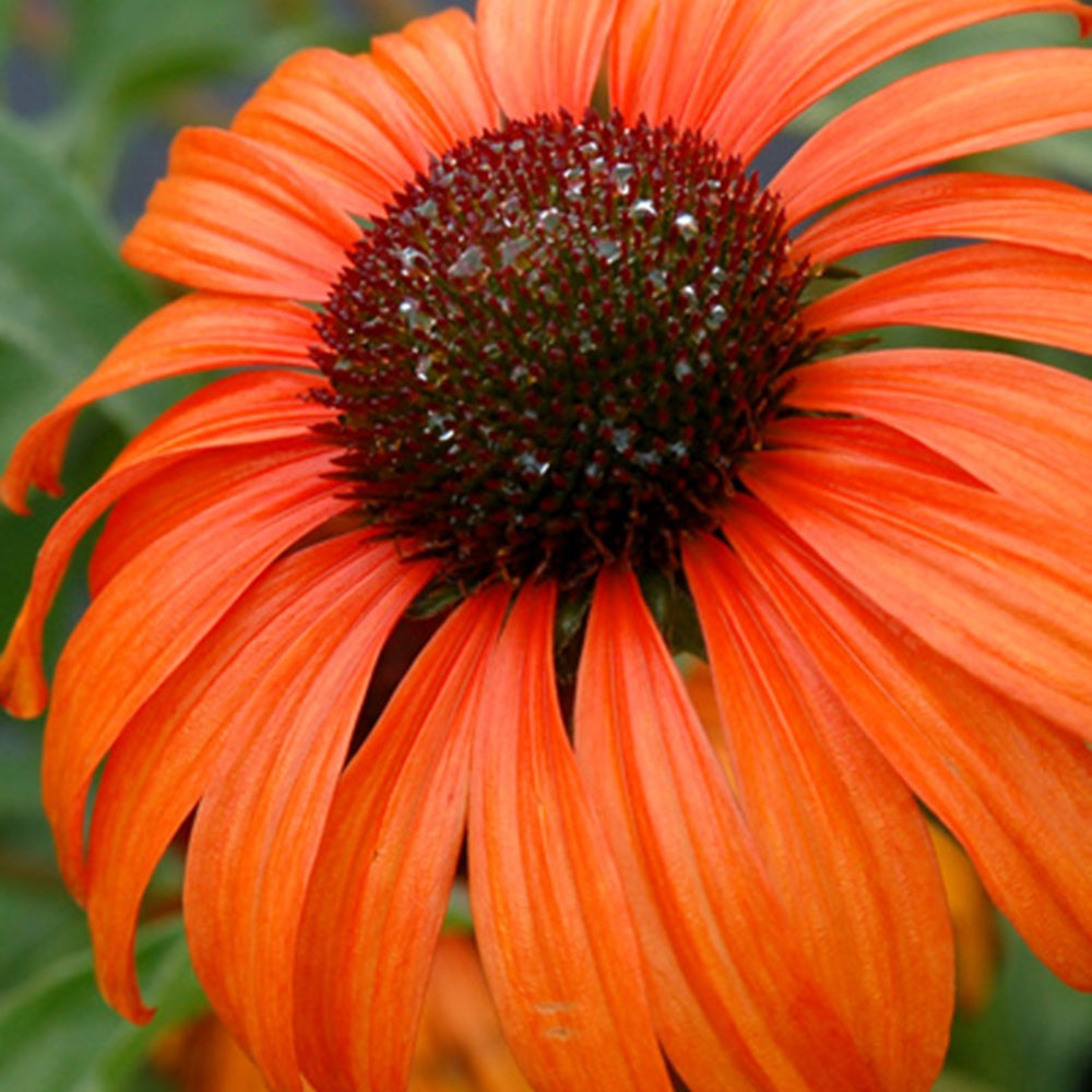 Bakker Echinacée Tangerine Dream pot 9cm vivace orange