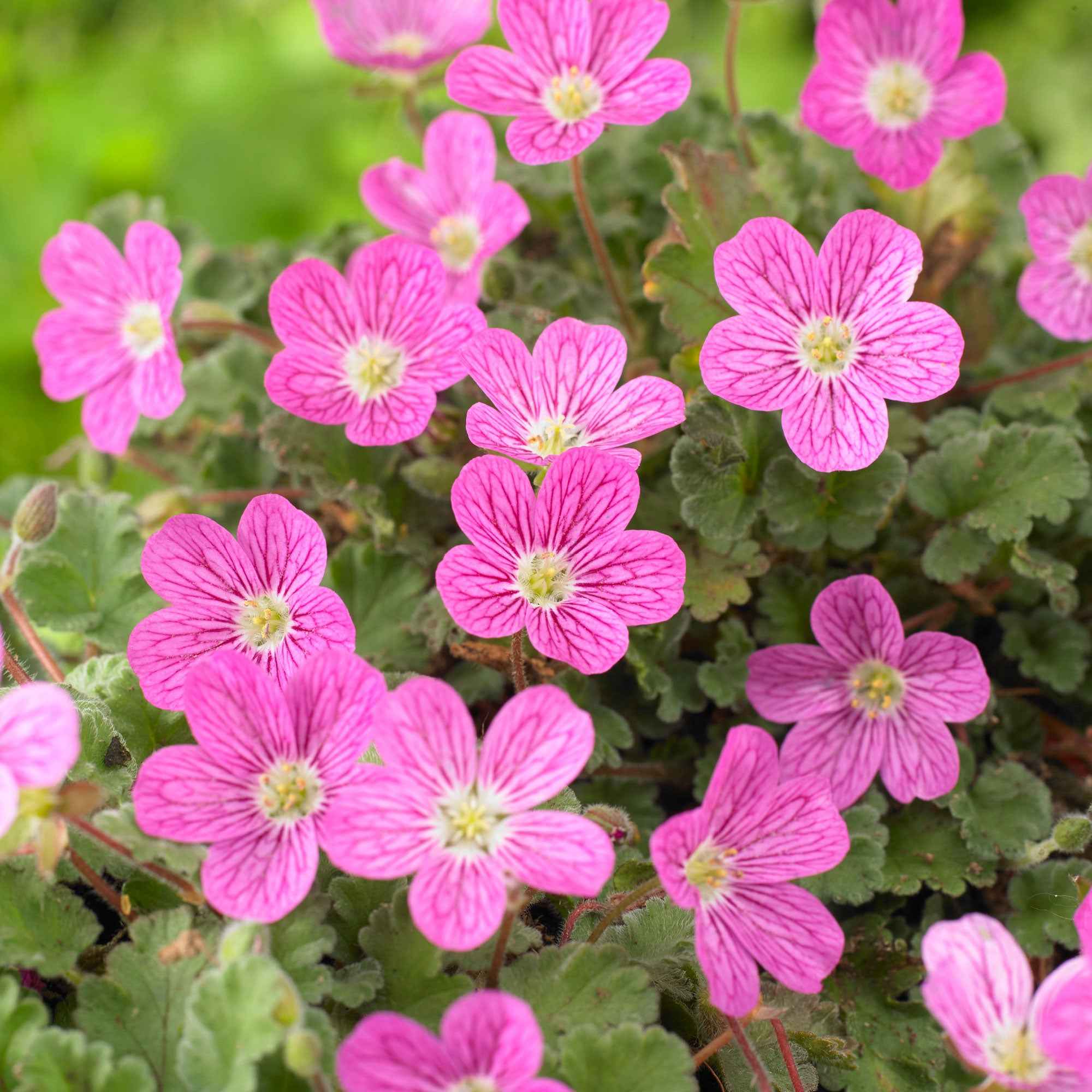 Bakker Plantes vivaces Erodium Bishop's Form pot 9cm tapissant