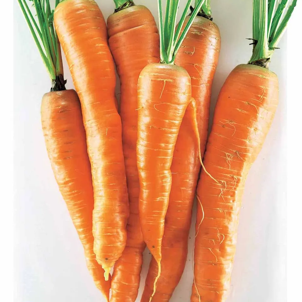 Bakker Potager Carotte Géante de Tilques graines 2g sucrée