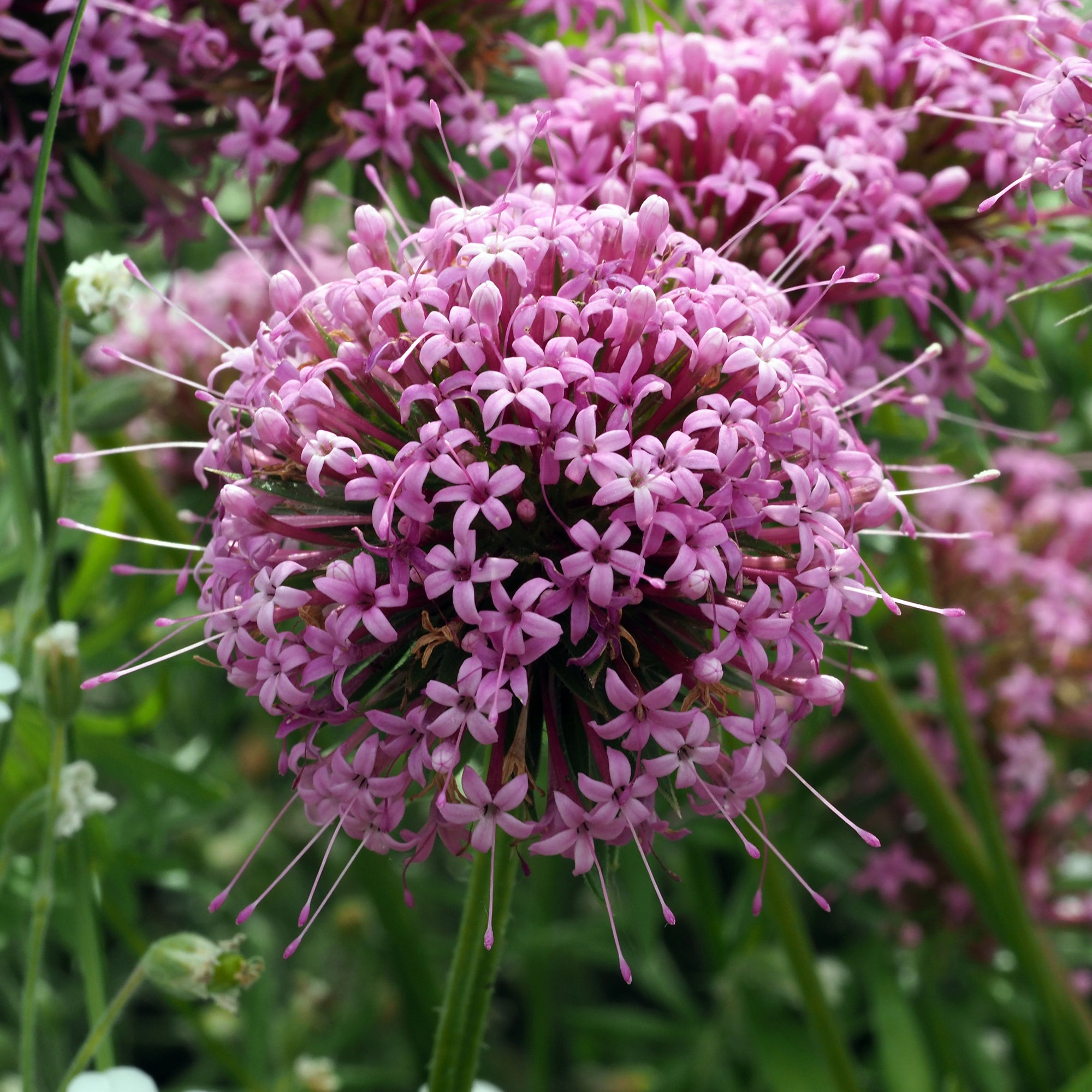 Bakker Vivaces Crucianelle Phuopsis vivace pot 9cm couvre-sol rose