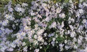 Passion Vivaces Aster pyrenaeus Lutetia plante vivace godet rose