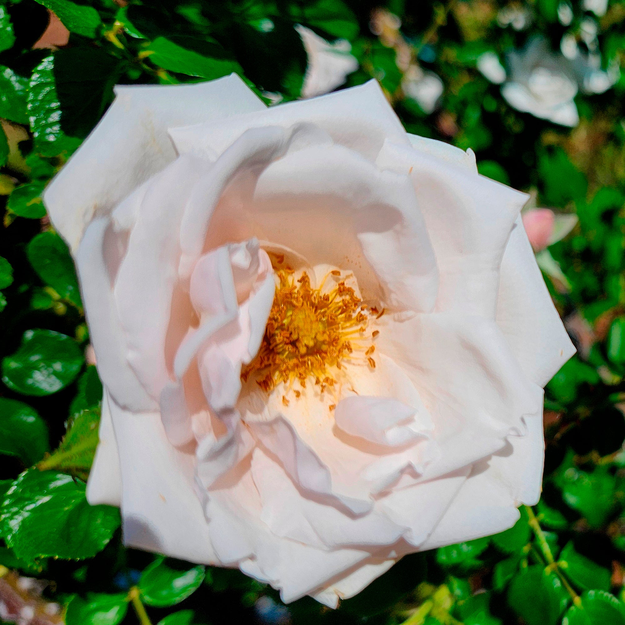 Bakker Rosier New Dawn grimpant pot 4L rose remontant