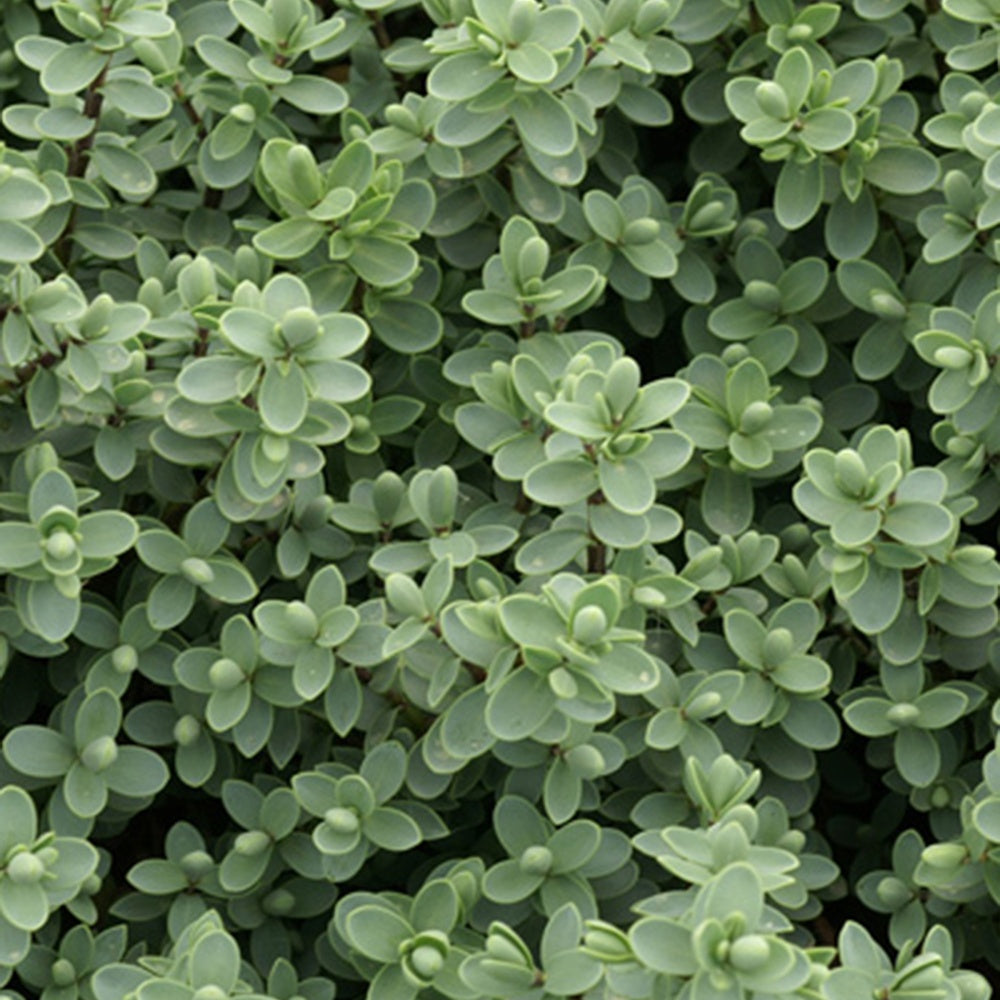 Bakker Véronique arbustive Hebe pot 8cm fleurs violettes