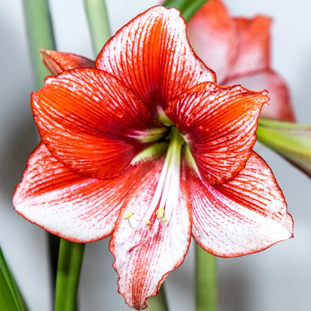 Bakker Amaryllis Showmaster bulbe rouge 1 bulbe 24-26cm