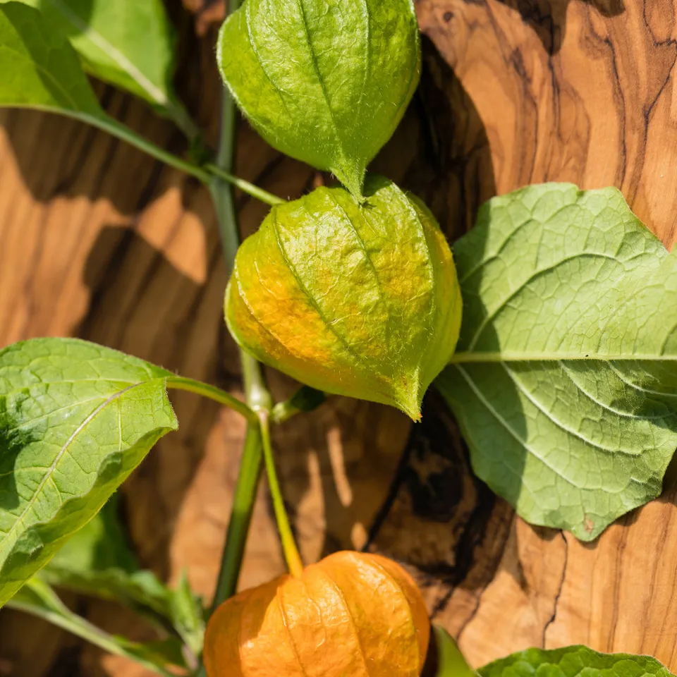 Bakker Coqueret du Pérou Physalis 3 plants Ø 10,5 cm