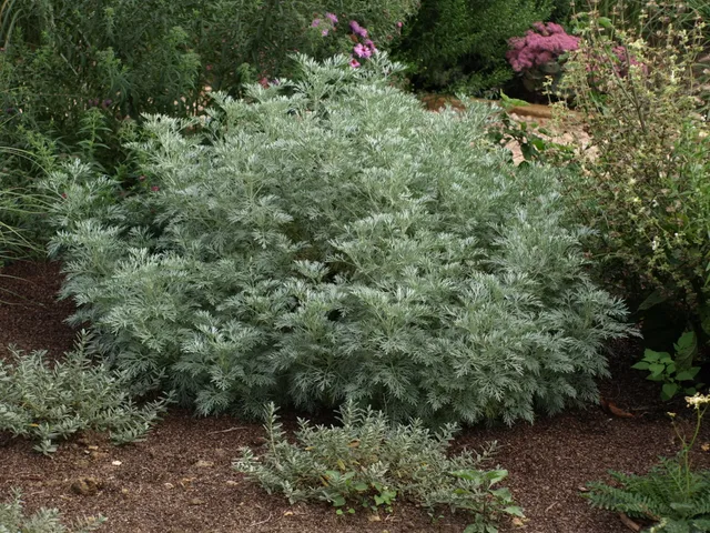 Passion Vivaces Artemisia Powis Castle armoise feuillage argenté 1L