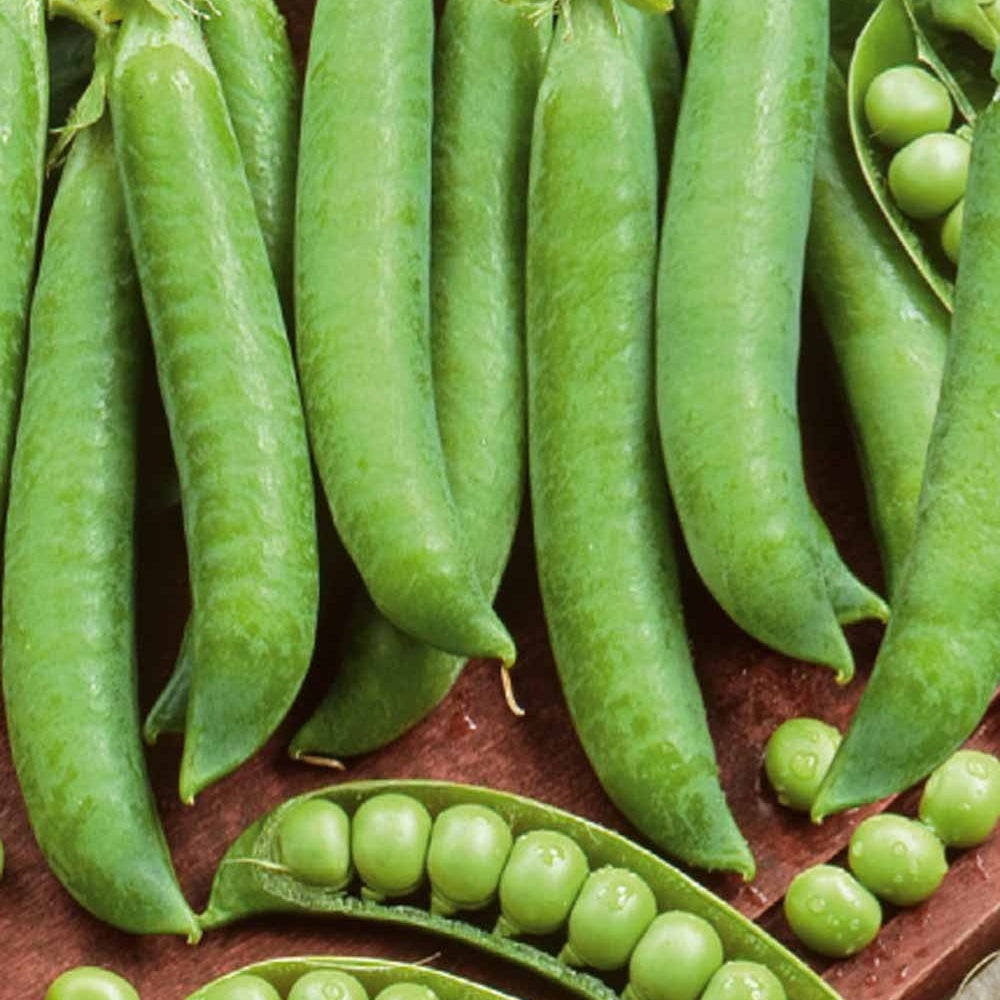 Bakker Potager Pois à rames Krombek Serpette sachet sucré